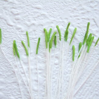 Vlinder antenne voelspriet